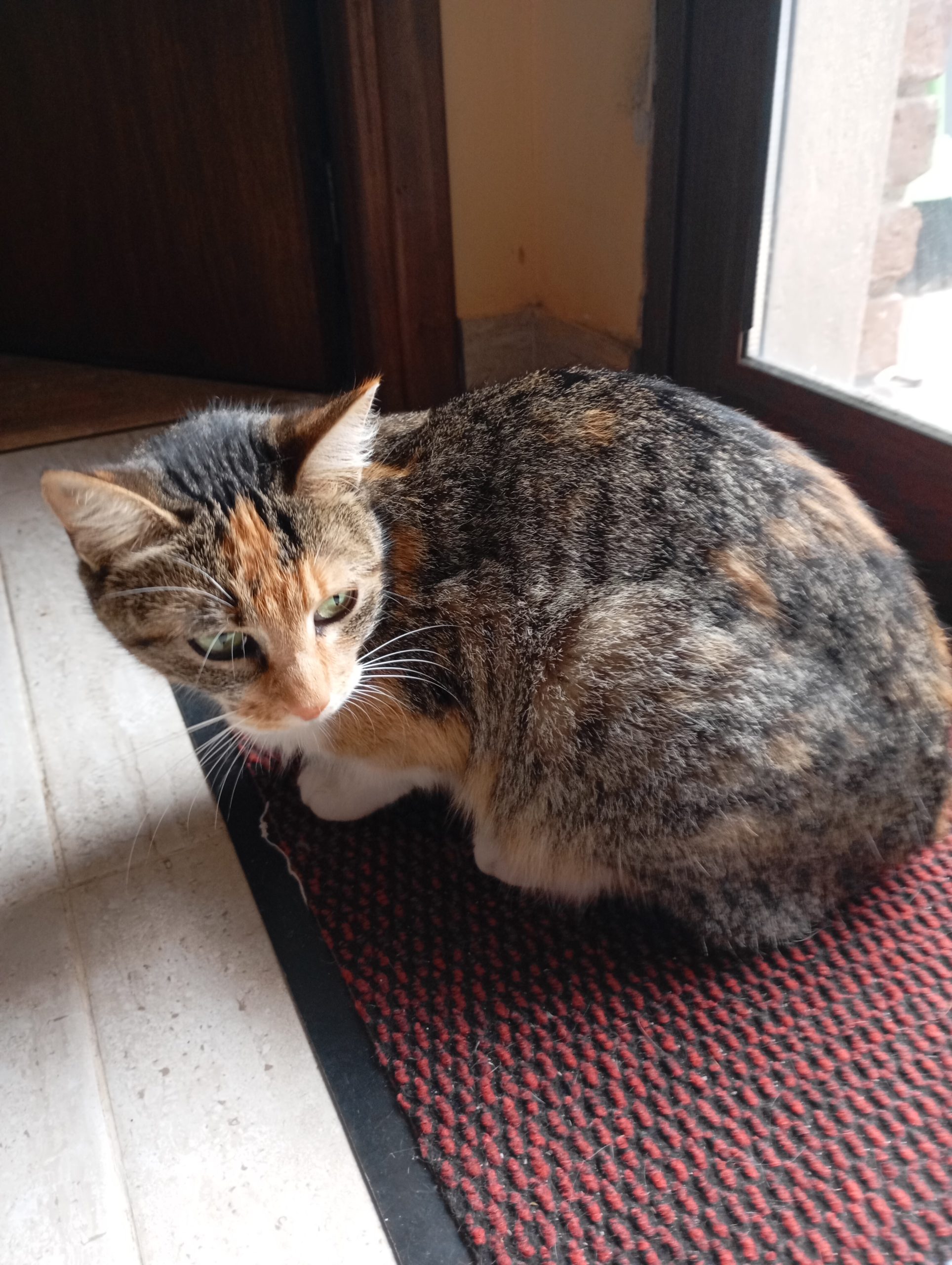 Una de mis gatitas. Las quiero muchísimo. Esa es la mamá y tengo una gris que es la hija 😸😸. Después les cuento la historia😍😍
