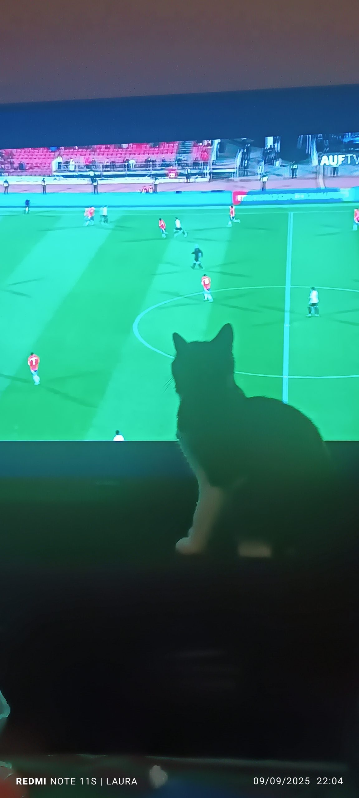 Mí gata viendo el partido, toda una diva
