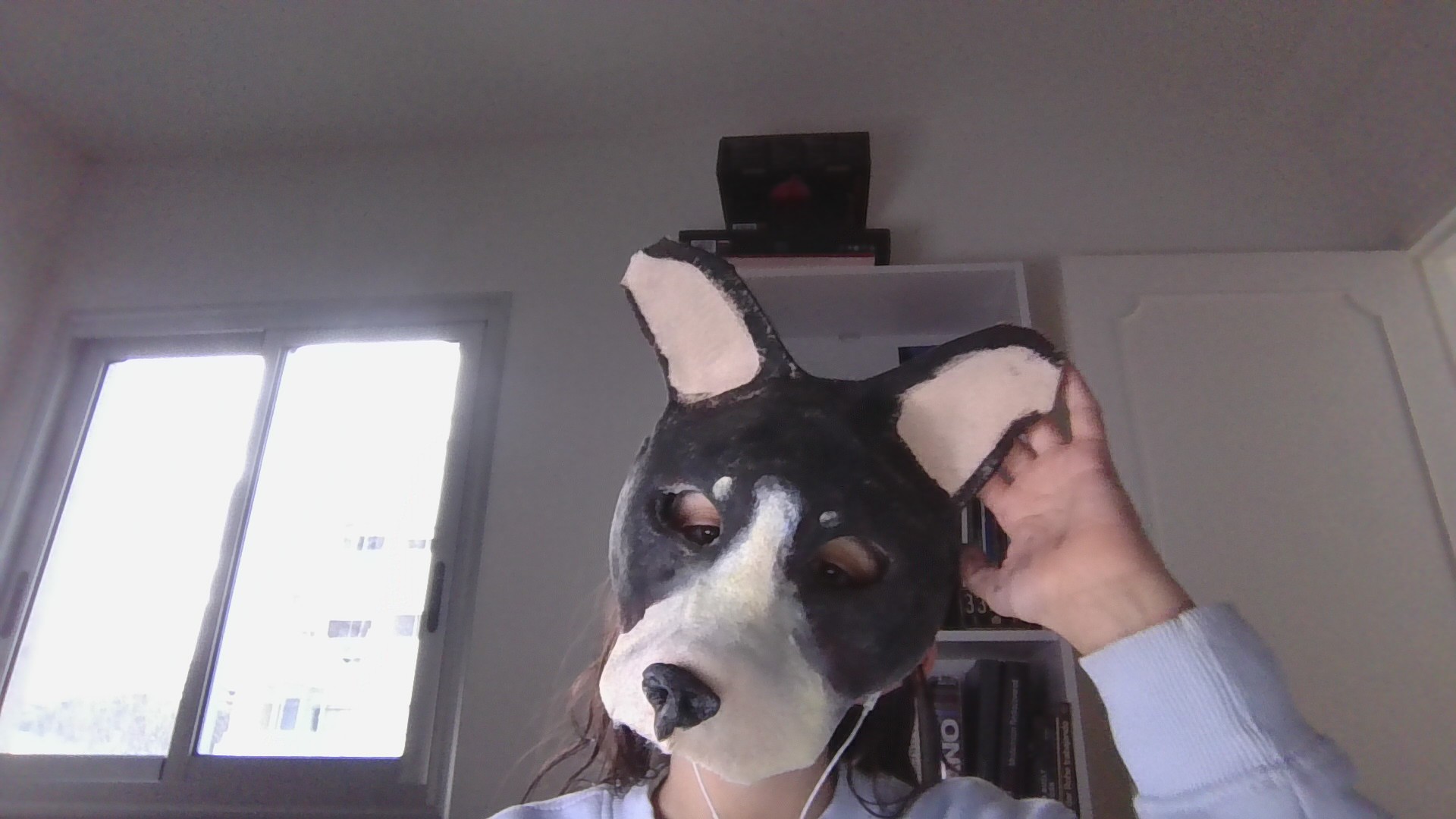 la mascara de perro CASI terminada!! usá fieltro, pintura, goma eva, carton y porcelana fria para recrearla para pintarla, podes ponerle agua a tu pintura para que la textura del fieltro se mantenga. si no le ponés agua, el fieltro va a quedar duro. porfa no copien el border collie pueden hacer otras razas de perro si quieren hacer un border collie cambien algunas cosas o agreguen cosas como flores nariz de otro color etc