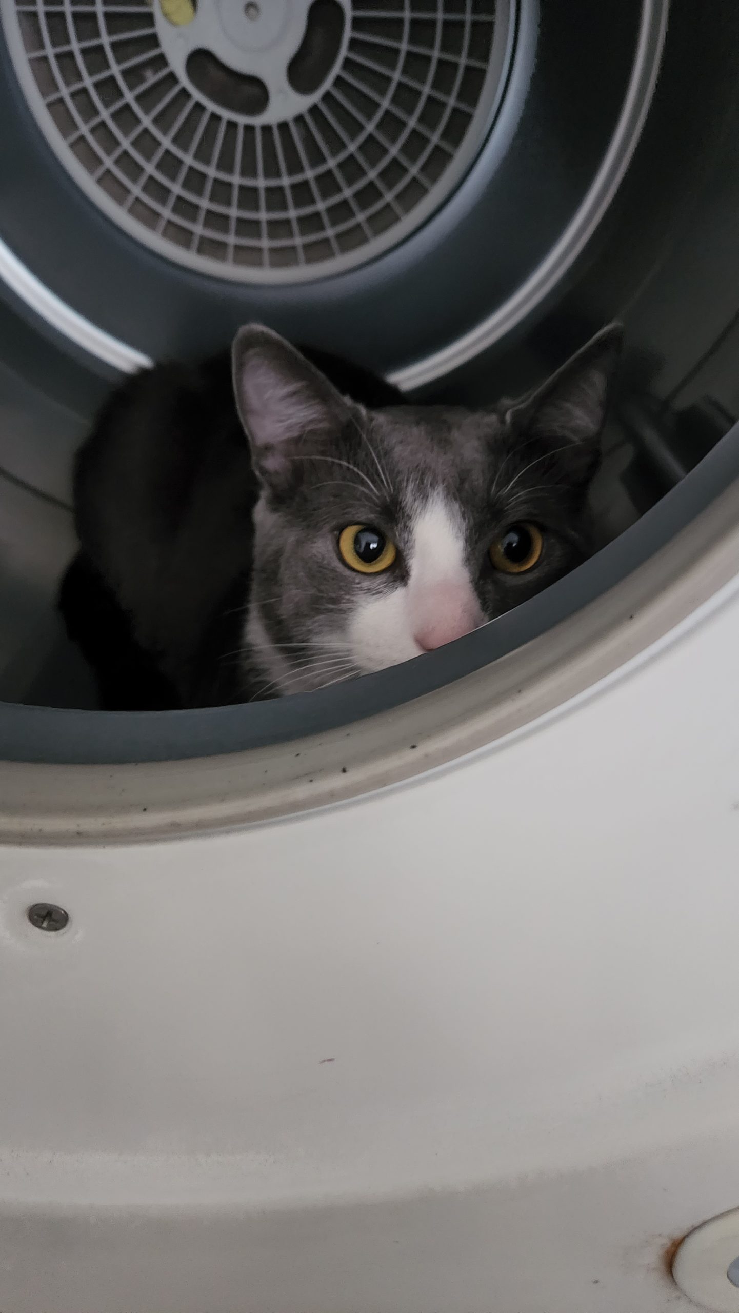 Este es mi gato cuando no quiere que lavemos la ropa