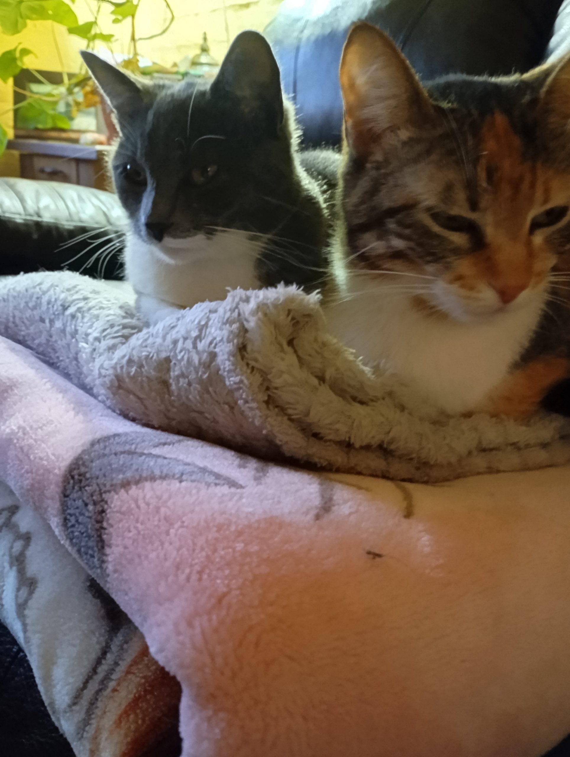 Mi hija tricolor y mi nieta gris😍😍